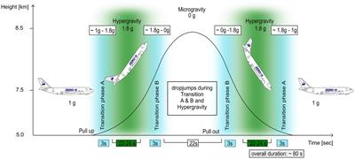 Muscle in Variable Gravity: “I Do Not Know Where I Am, But I Know What to Do”